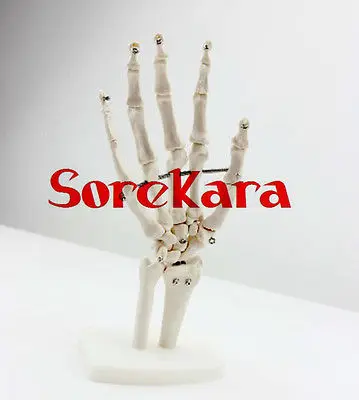 

1:1 Human Anatomical Bones Joints of Hand Ulna Radius Skeleton Medical Model