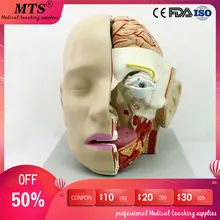 Анатомическая модель головы человека, анатомия черепа, Сагиттальный синус, оральный носоглоток, медицинская обучающая модель