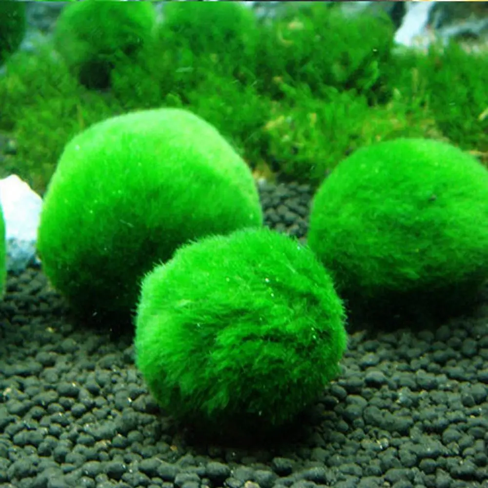 Морские водоросли шар из водорослей аквариум, декоративный орнамент выращивание воды растения мох шарики для аквариума холодной воды бак Искусственный аквариум для рыб