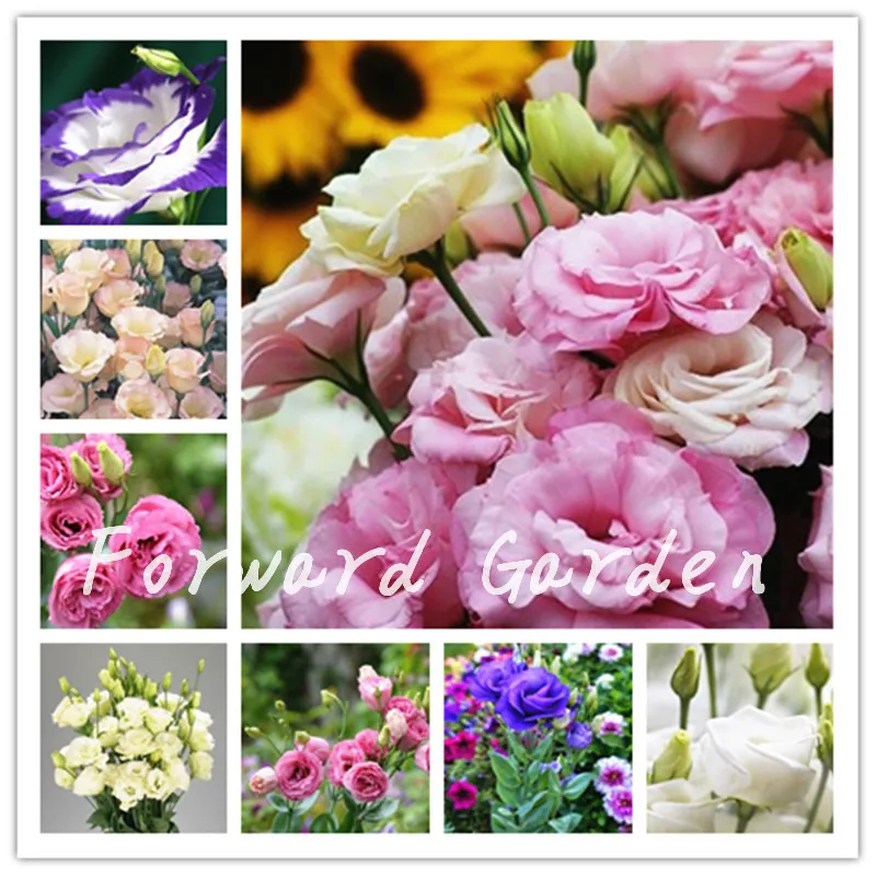 

Hot 200pcs Mix Eustoma Bonsai Seedsplants Perennial Flowering Plants Balcony Potted Flower Lisianthus For Home Garden Decoration