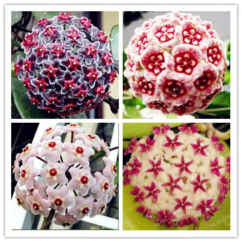 

Bonsai Potted Flowers Bonsai Plants Hoya Orchid Bonsai DIY Home Garden 100PCS Bonsai Pot Plant For Home Garden