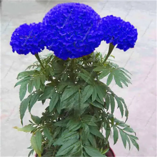 

Promotion! Gerbera 100pcs beautiful chrysanthemum bonsai flower natural beautiful potted home garden decoration free shipping