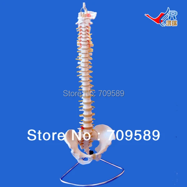

ISO Life-Size Vertebral Column with Pelvis model, Vertebrae Model, Spine Model