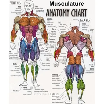 

Living Room Useful Muscles Does Bench Press Work Printed Canvas Painting Canvas Art Poster Top Fabric Print Home Wall Decor