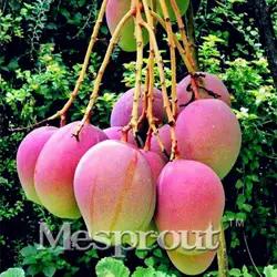 100% настоящие растения манго очень вкусные фрукты легко выращиваемые для садовое растение для дома Бесплатная доставка 2 шт./пакет