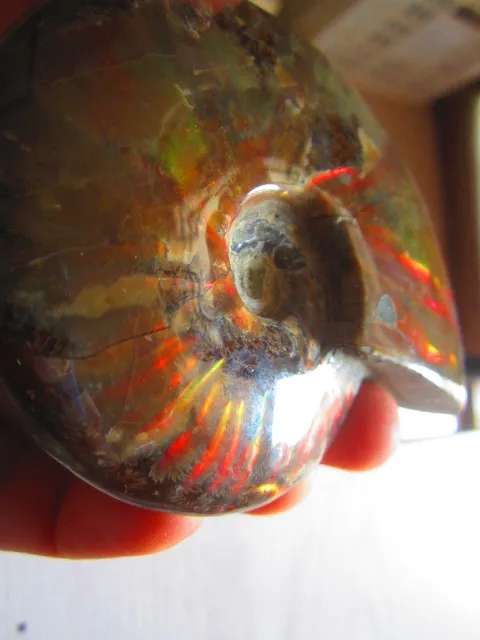 Best Price 235g(0.52 lb) Iridescent Ammonite Ammolite Specimen Fossil Madagascar BFB691