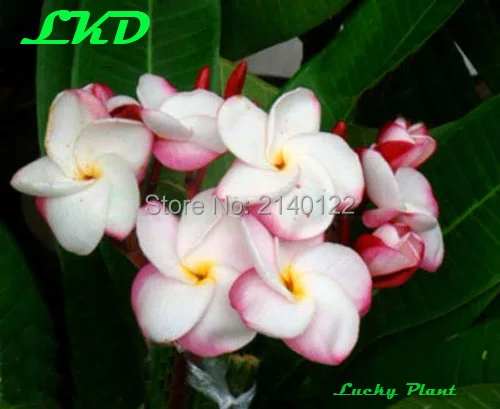20 Свежие Plumeria Семена Таиланде Редко Реальные Frangipani no203 pink pansy|seeds|seeds rareseeds plumeria |