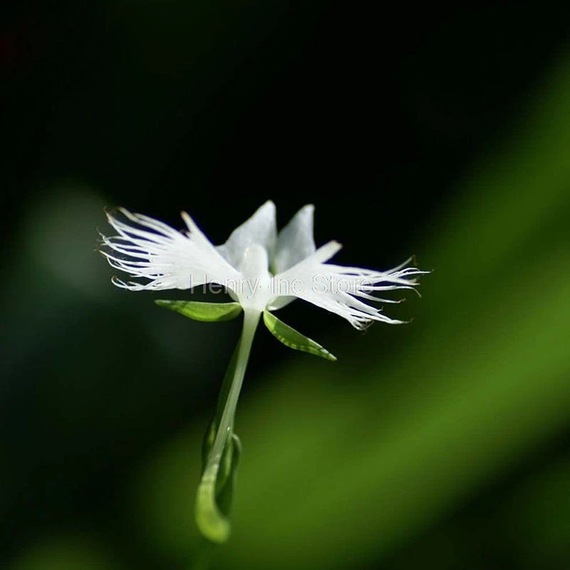 100 Pcs Bag White Egret Orchid Seeds Beautifully Decorate Your Home Flower Seed S069 Seeds Flower Seed Seeds Orchidpcs Bag Aliexpress
