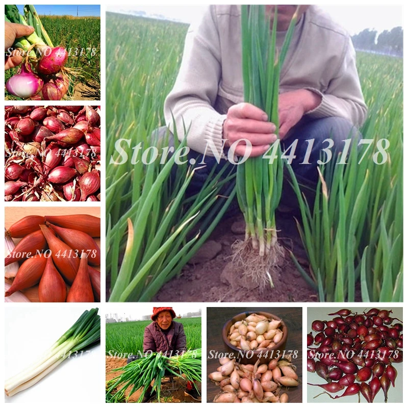 

Bonsai Shallot Bonsai Evergreen Chinese Vegetable Bonsai Rare Non-GMO Organic Kitchen Seasoning Food Onion Bonsai 200 Pcs