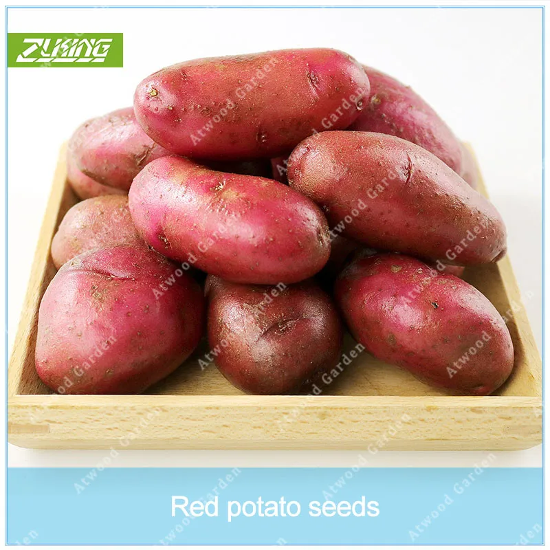 

ZLKING 100pcs Very Rare Red Skin Meat Potato Ruby Potatoes Bonsai Red Rose Potatoes Vegetable Cooking Food Garden Plant