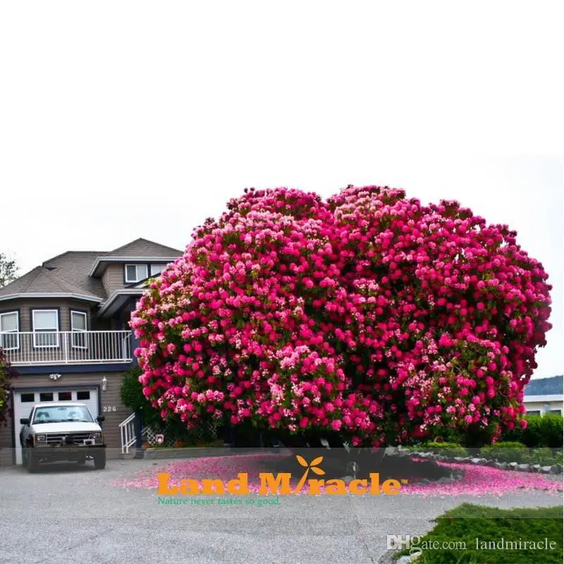 

10 pcs/pack Amazing Pink Cherry Tree Japanese Sakura Cherry Blossom Tree for DIY Home Garden,Woody Cherry Flower