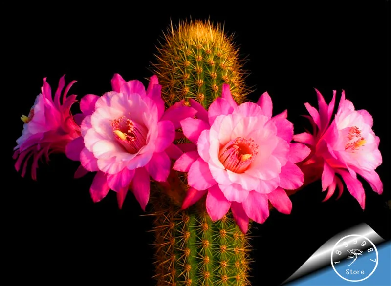 

Big Promotion Sale!100bonsai/Pack cactus Rebutia variety flowering color cacti rare cactus garden office mini plant succulent,#1