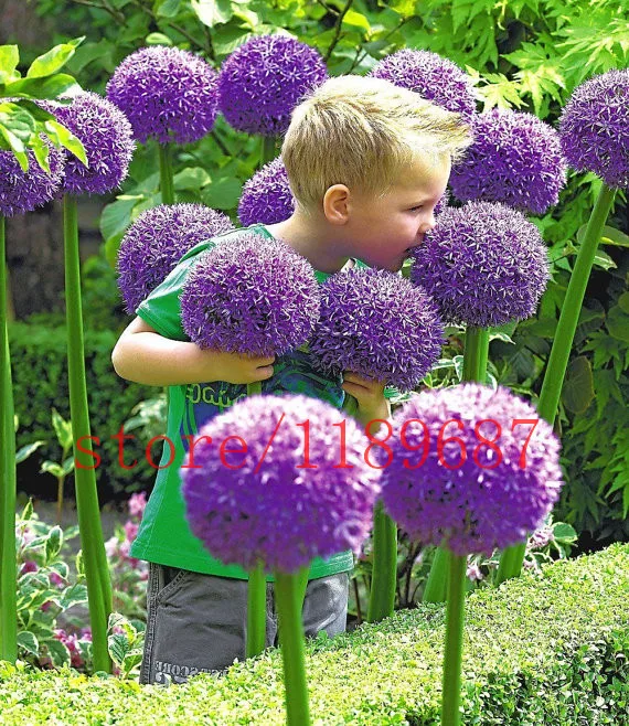 

Giant Allium Globemaster Flower plants Easy growing flower, long blossoming 100pcs