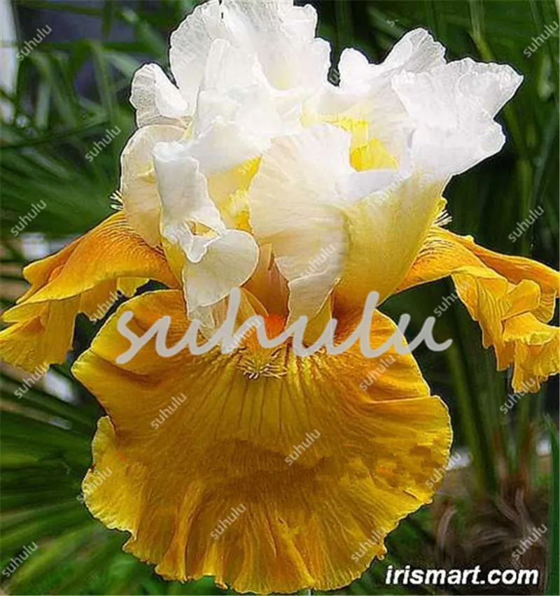 100 Pcs Iris Bonsai, Many Kinds Of Color Iris Potted Iris Orchid Sementes Rare Perennial Flower Bonsai Plants For Home Garden
