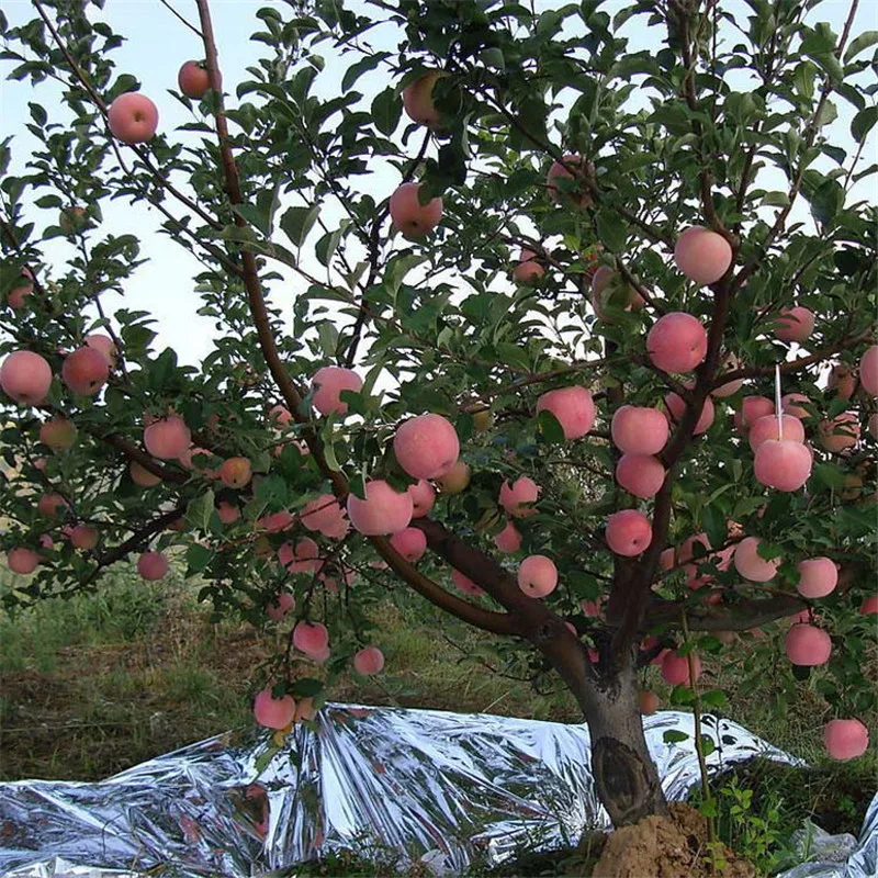 Яблоня Конфетное Купить Саженцы