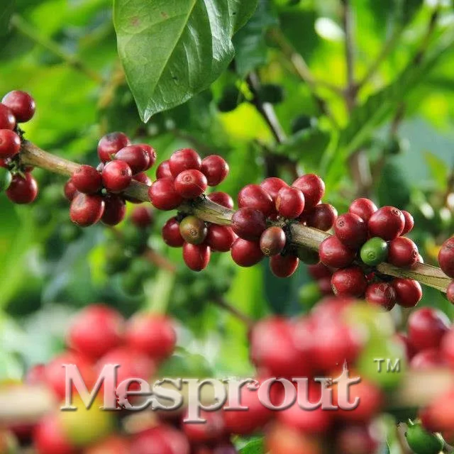 Coffee Tree Coffee Tree