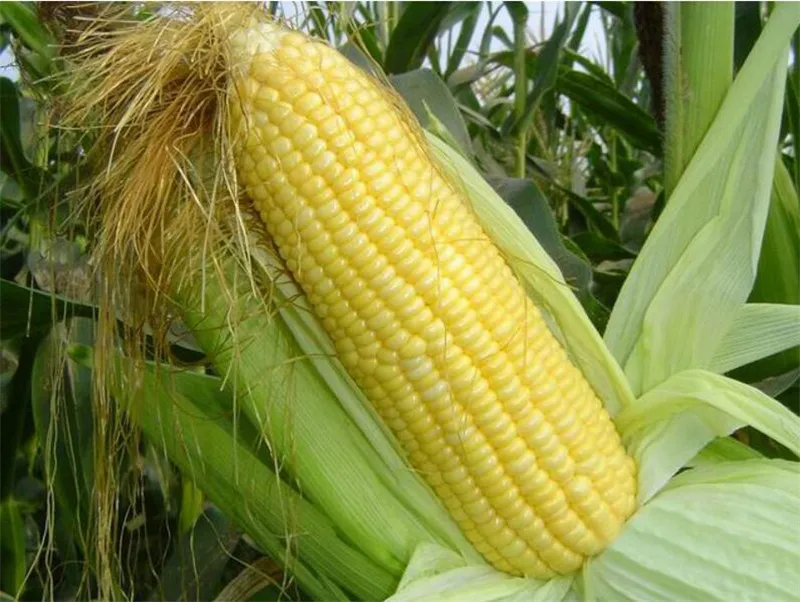 

Yellow Sweet Corn Bonsai Vegetable Fruit Organic Easy-growing High-Quality Vegetable Plant for Home Garden-30 Pcs Free Shipping