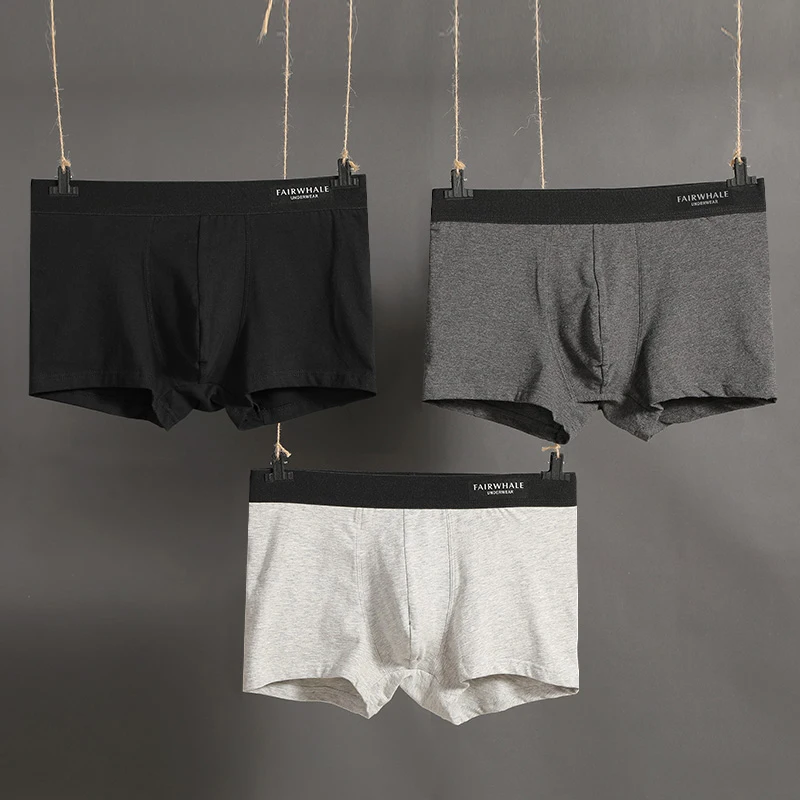 boxer (2)