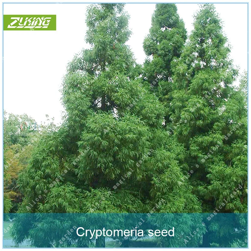 

ZLKING 50pcs Cryptomeria Fortunei Tree Bonsai Plants For Home Garden Perennial Evergreen Plants Fast Growing Plant