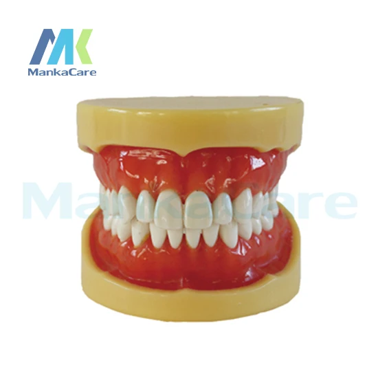 manka-–-modele-dentaire-amovible-28-pieces-gomme-douce-cire-fixe-sans-articulation-modele-oral