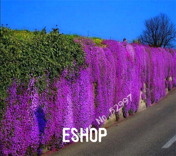 250pc Cascade Purple Aubrieta Flower Seeds Perennial Ground Cover Romantic Decor 250pc Cascade Purple Aubrieta Flower Seeds Perennial Ground Cover Romantic Decor