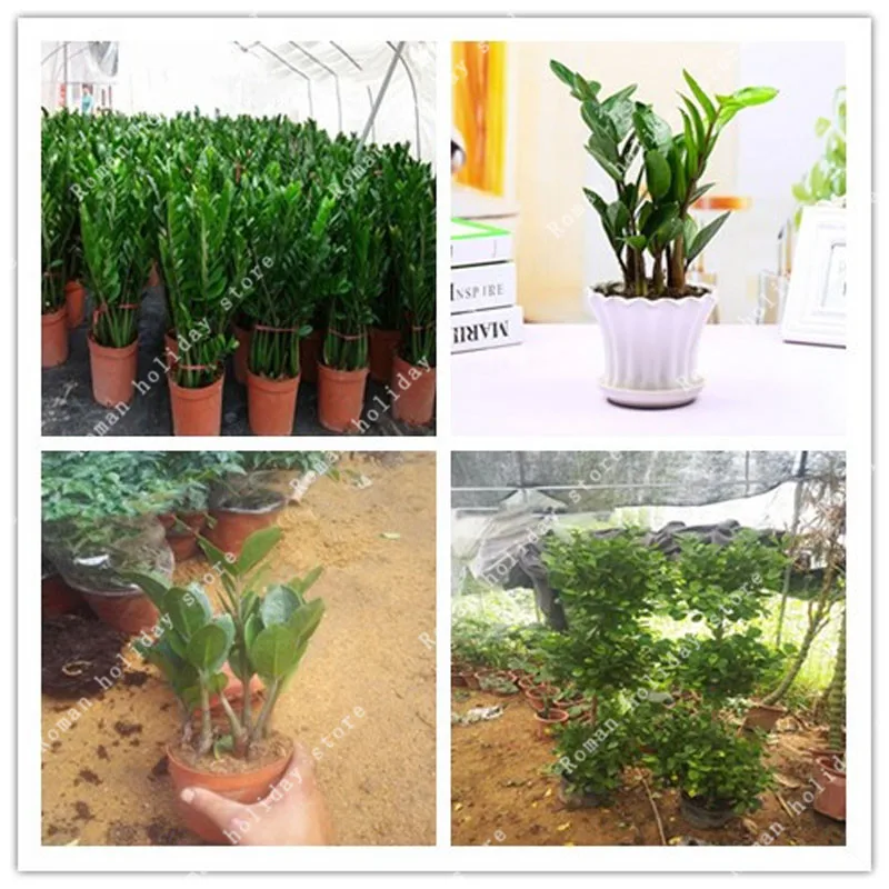 

ZLKING 1 Pcs Money Tree Zamioculcas Zamiifolia Potted Balcony Planting Radiation Absorption Bonsai Plants Bonsai
