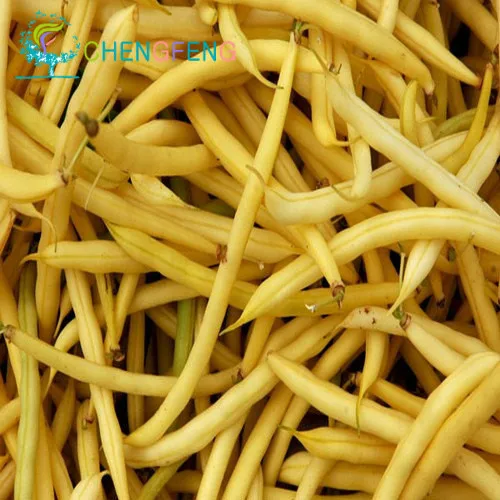 20 / bag + Bush gold wax beans vegetable seeds, plants in the sun