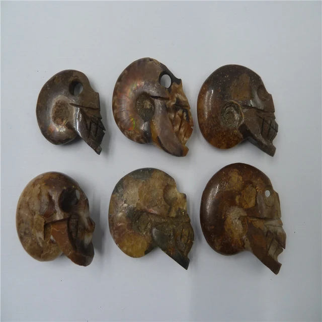 Best Price 6PCS  NATURAL Conch fossil Crystal  skull HEALING T1058