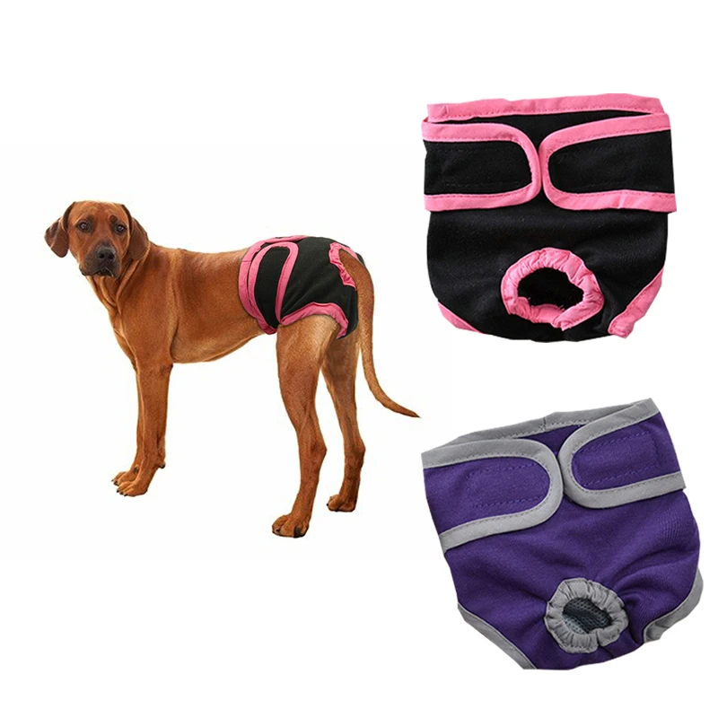 Dog physiology pants Golden Retriever large dog anti harassment safety