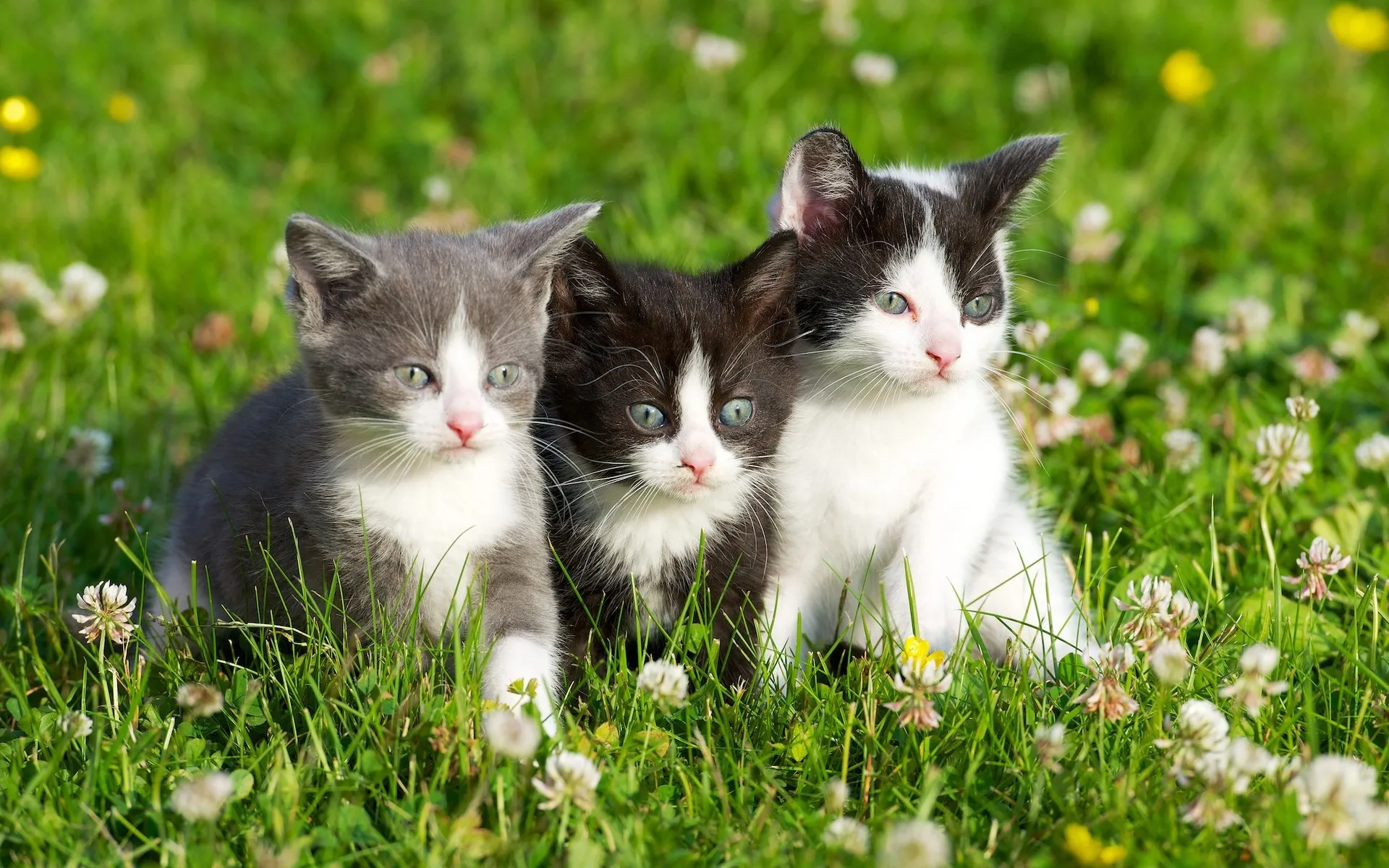 Grama-flores-de-gatinhos-pequenos-animai