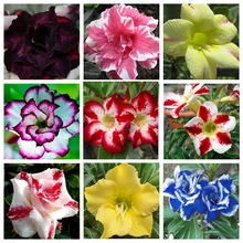 Hot Selling Adenium Obesum Seeds Balcony Flowers Rainbow Desert Rose Seeds 8 Style Selector Adenium Obesum Seeds 1 PCS