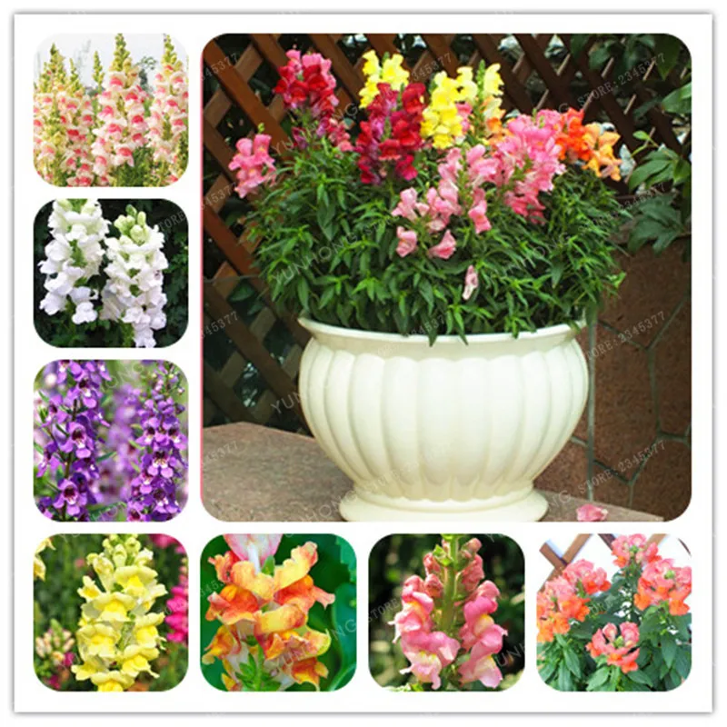 

Antirrhinum Majus Bonsai Dwarf Common Snapdragon Flower Bonsai Garden Home Bonsai Potted Plants Planting100 pcs/Bag