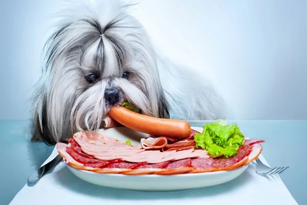 Животные питомцы собака съесть мясо тарелка с овощами Salami живопись простой фон