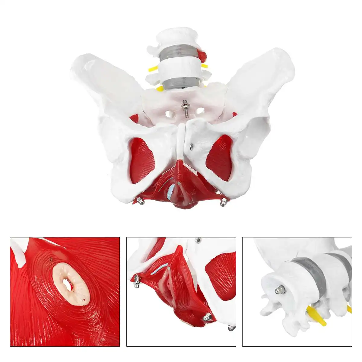 

Natural Life Size Medical Anatomical Female Pelvis Model With Removable Organs School Educational Teaching Learning Model Tool
