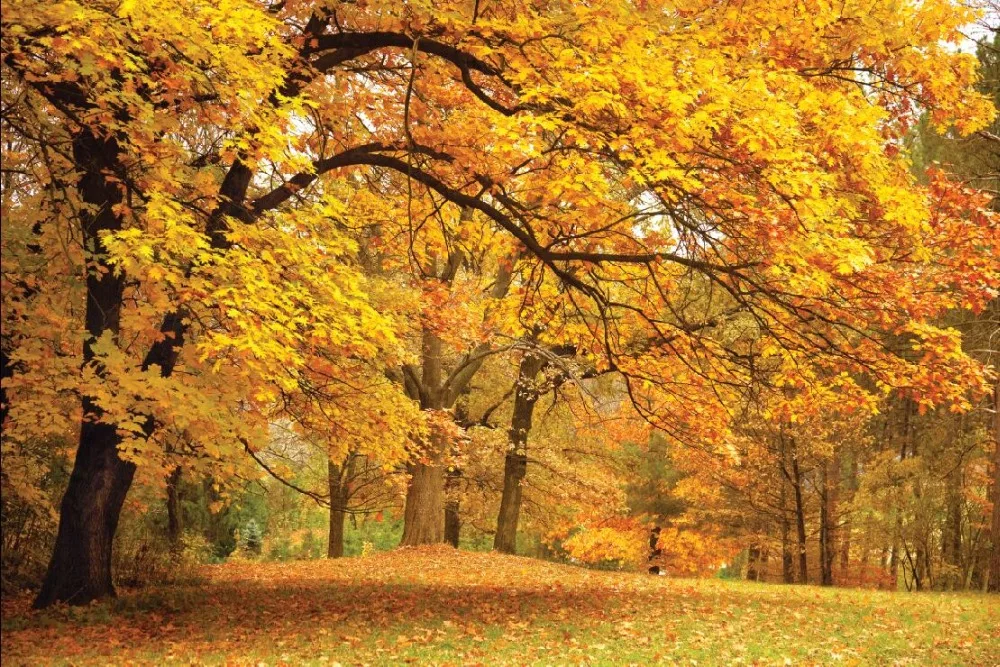 

SHENGYONGBAO Art Cloth Custom Backdrops for Photography Autumn Golden Tree theme Photo Studio Background 19218-84