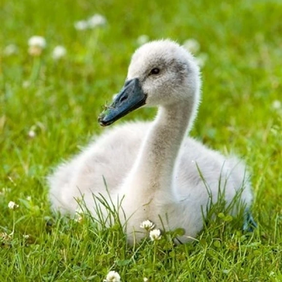 Mute swan cygnet  Stanley Park  British Columbia Poster Print by Paul Colangelo (17 x 26)