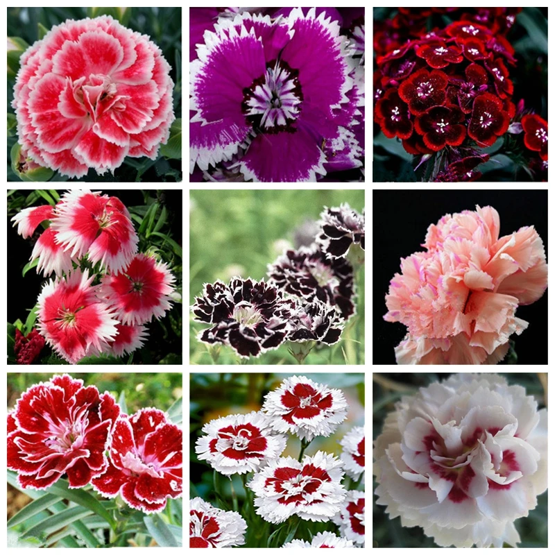 

500 pcs Big Promotion! 24 Colors Carnation flowers Balcony Potted Courtyard Garden bonsai PlantsDianthus Caryophyllus 75