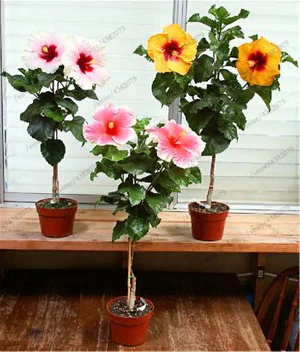 

100PCS Hibiscus Rosa-sinensis Perennial Flower plant Bonsai Big Blooms Red Green Blue Purple Colorful