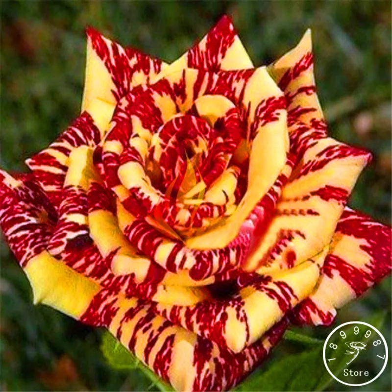 

Loss Promotion!100pcs/Bag Rare stripe rose bush Plants,Beautiful Garden Bonsai Exotic potted Plant,sementes de flores raras,#I41