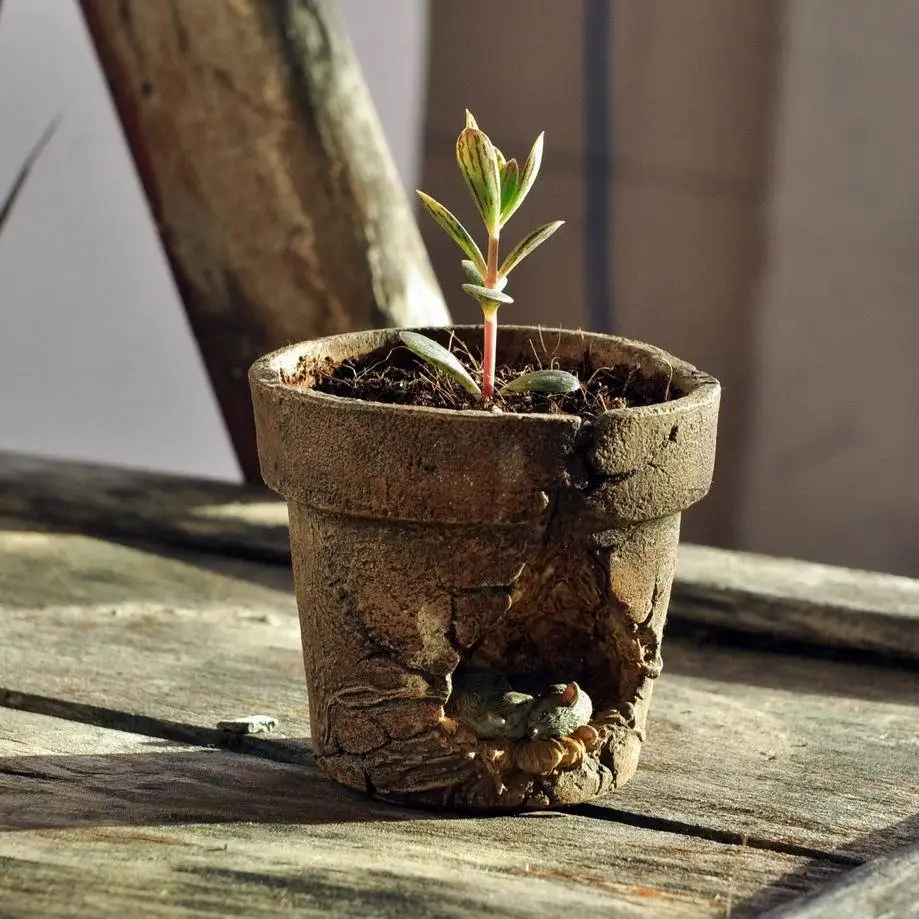 Nina Original Line Really Comfortable Fleshy Flower Pots Bonsai New Unique Design Lovely Rustic Po In Planters From Home Garden On Nina Original Line Really Comfortable Fleshy Flower Pots Bonsai New Unique Design Lovely Rustic Po In Planters From Home Garden On