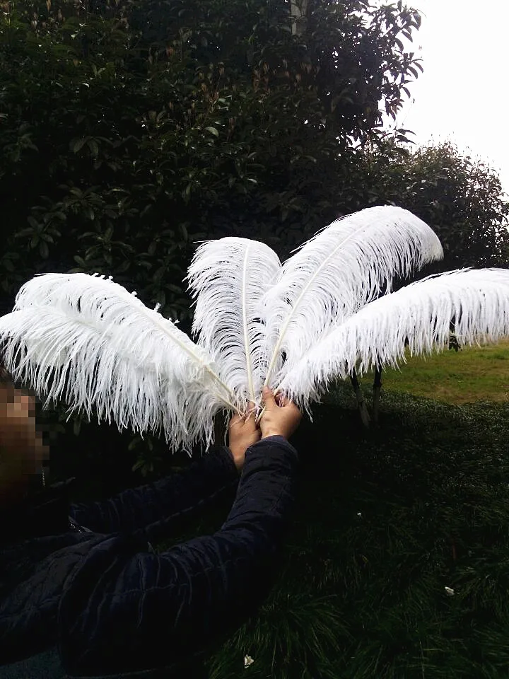 

wholesale! 50pcs High Quality Hard Rod White Ostrich Feather 24-26 in / 60-65cm, Natural Feather Ornament Decoration