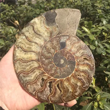 

Natural Split Ammonite Fossil Specimen Ammolite Ocean Animal Snail Conch Madagascar Original Specimen Mineral