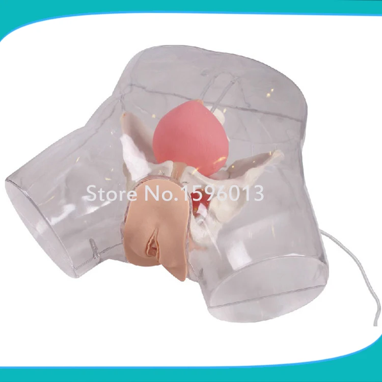 Transparent Female Catheterization Model, Urinary Catheterization Trainer Transparent Female Catheterization Model, Urinary Catheterization Trainer