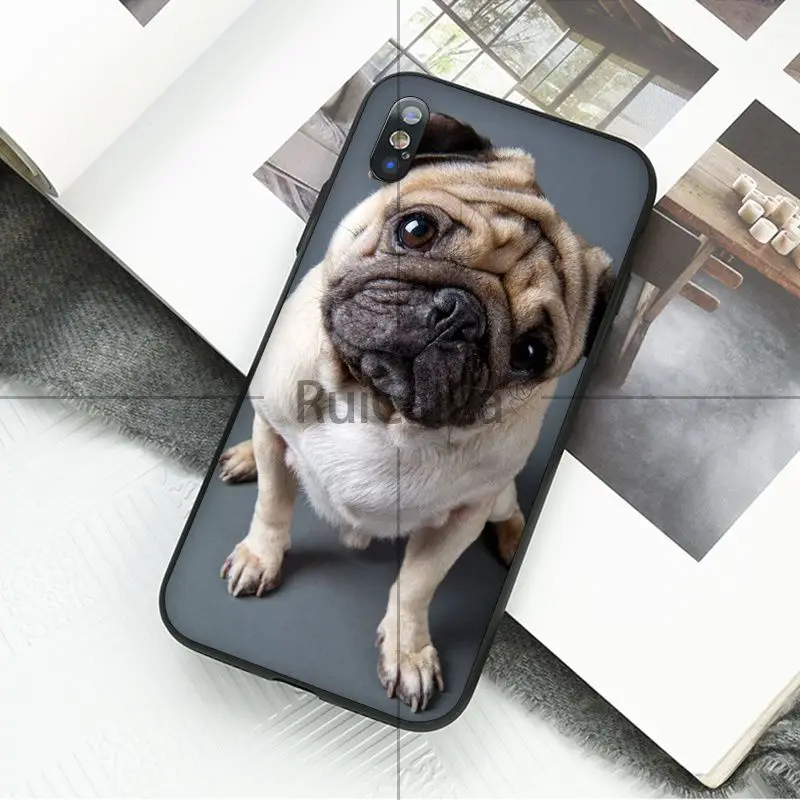 Animal cute pug