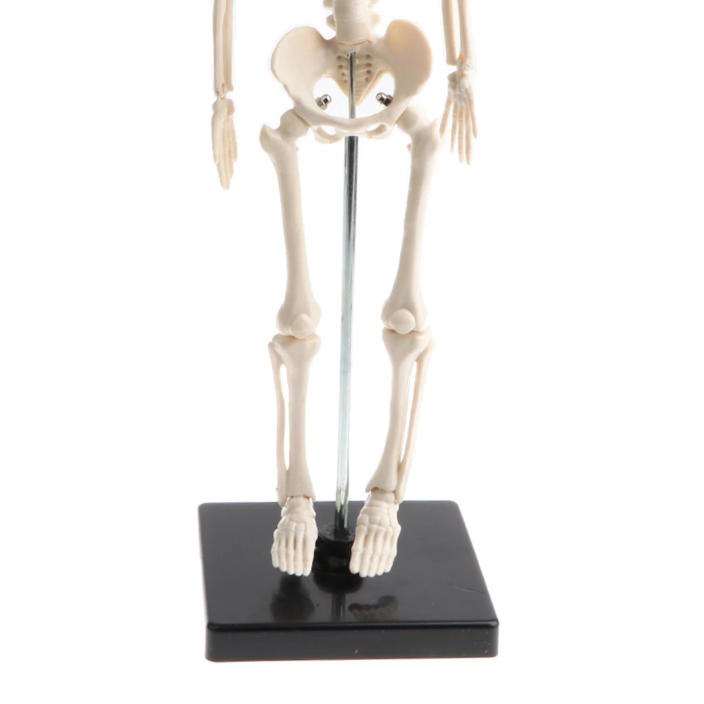 42cm Educational Children Body Skeleton Model with Base Science Anatomy Toy School Teaching Aids
