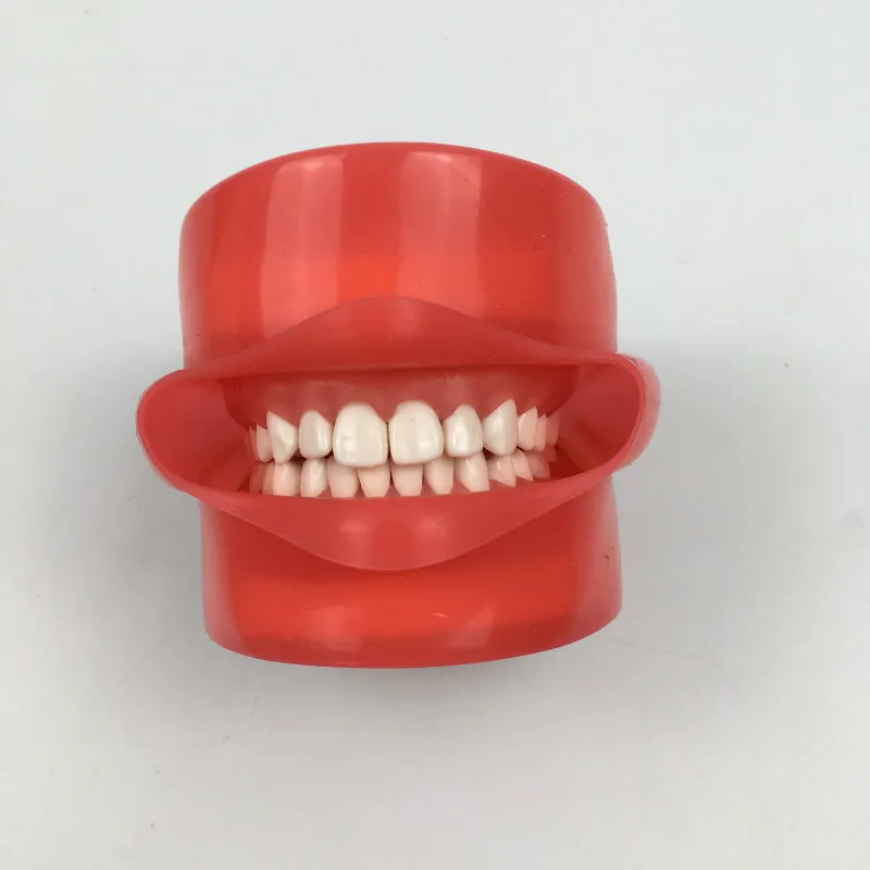

Oral Simulation Practice System Dental Phantom Head models with 28 Pieces Screw Fixed Teeth for Dental Education