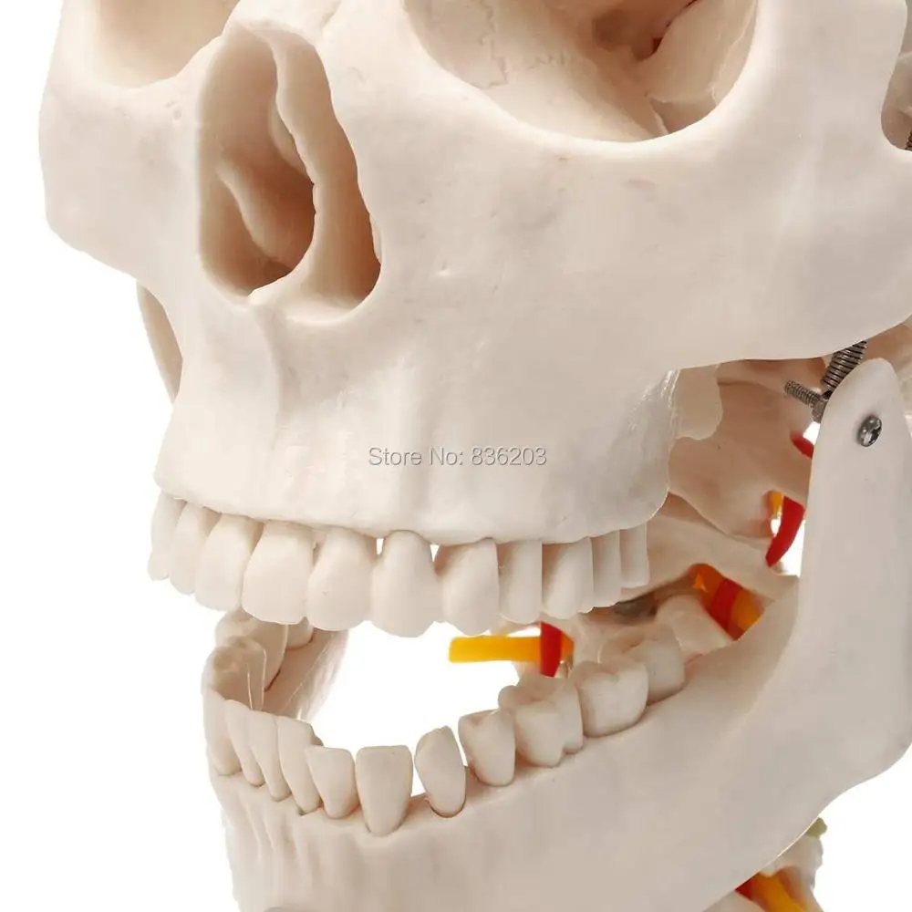 HTB1UoHmayjrK1RjSsplq6xHmVXaD