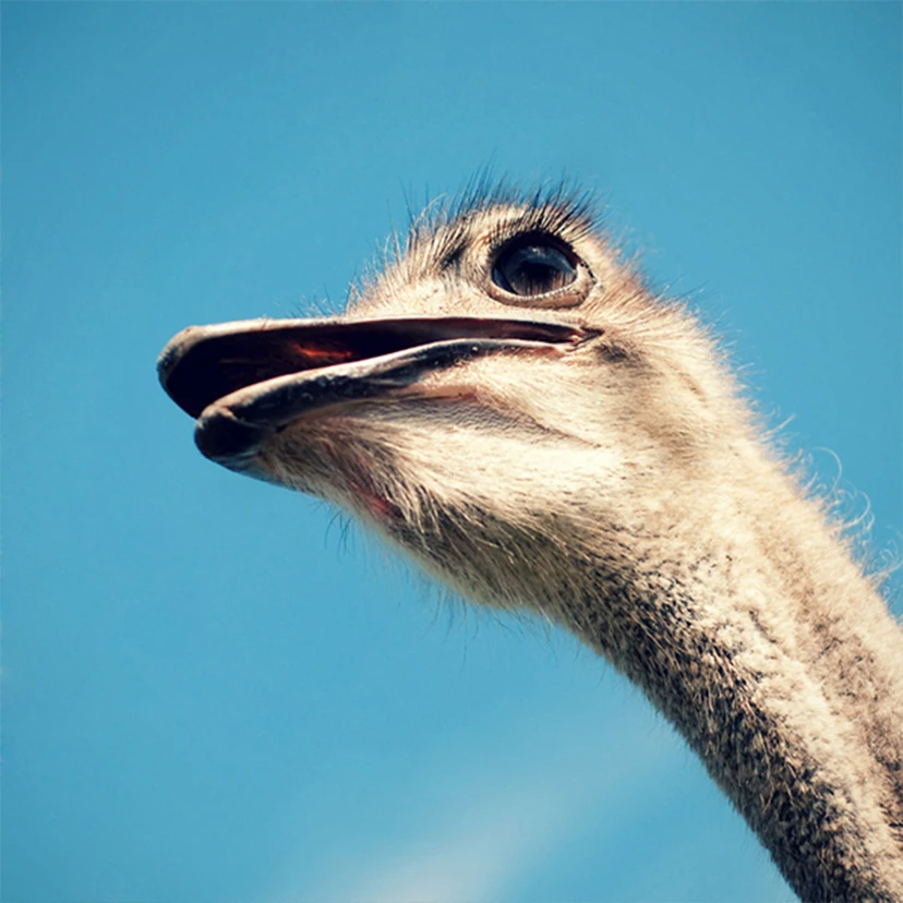 HTB15I7ENxTpK1RjSZFMq6zG_VXaX