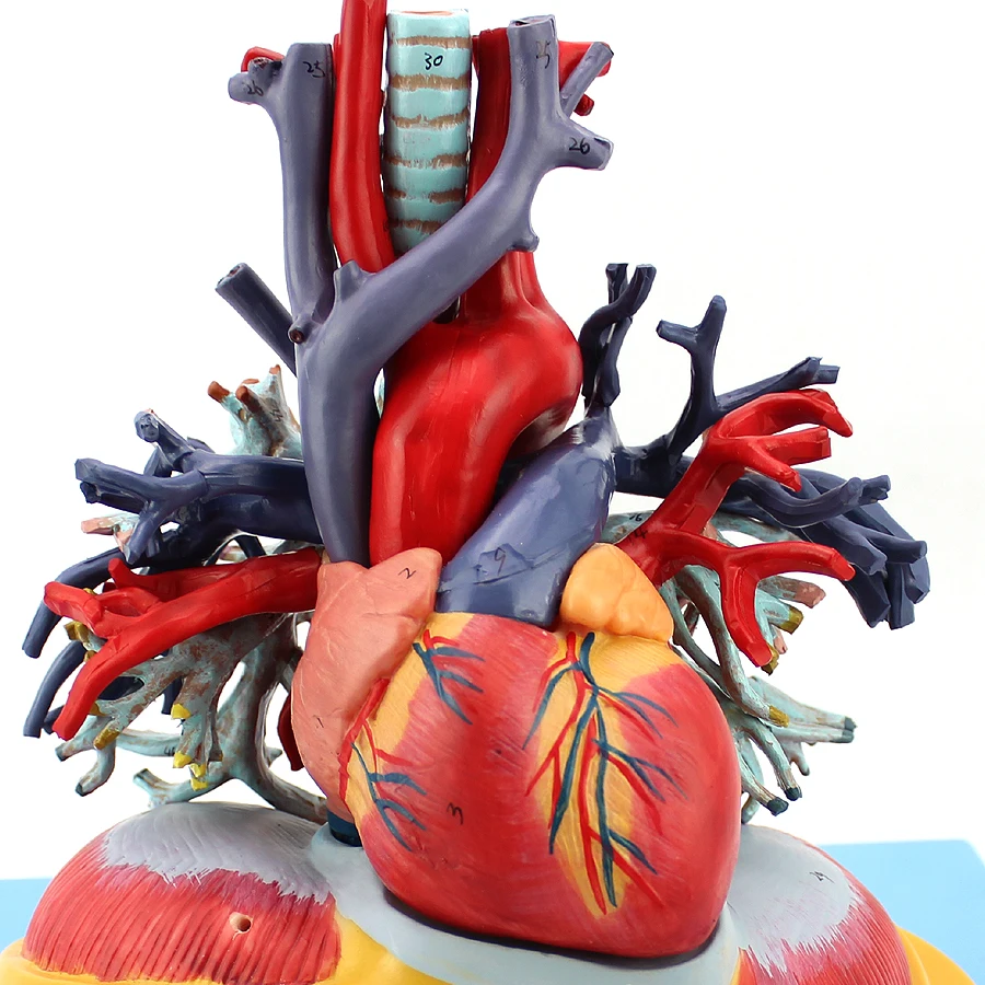 Медицинское сердце человека Легочное трахеальное дерево прозрачная модель грудной хирургии Кардиология Внутренняя медицина дыхательная система