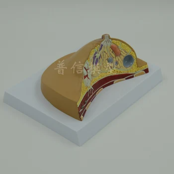 

Female Breast Model, Small Leaf Hyperplasia Model, Anatomical Model,pathological Breast Model.For Teaching Medical
